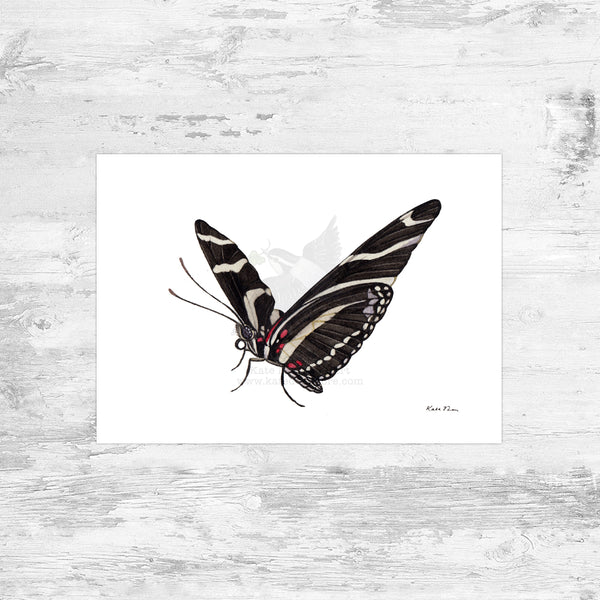 Zebra Longwing Butterfly Art Print – Kate Dolamore Art