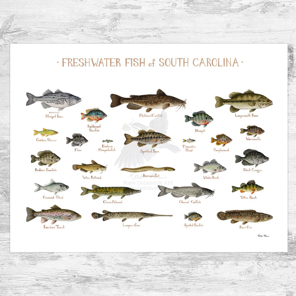 South Carolina Freshwater Fish Field Guide Art Print
