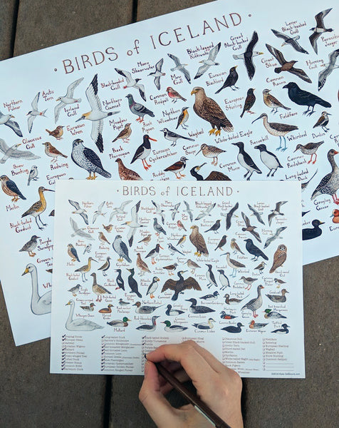Icelandic Birds Field Guide Art Print