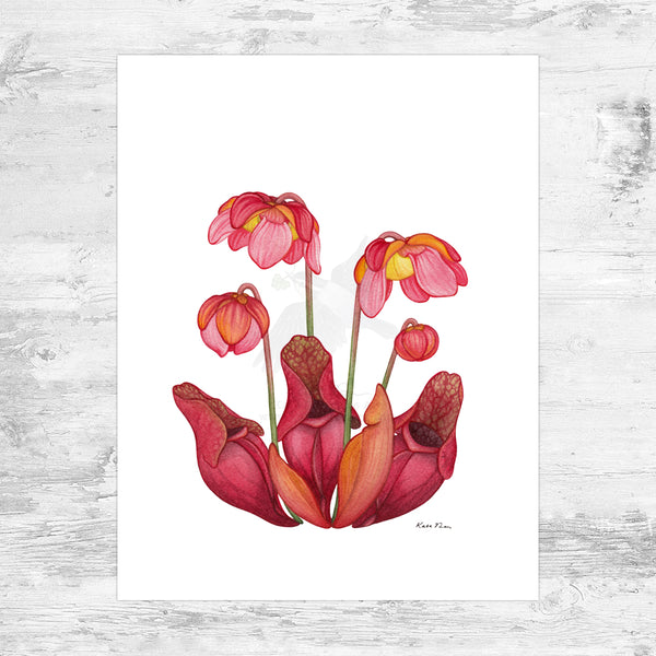 Burk's Southern Pitcher Plant Art Print