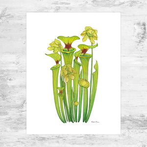 Yellow Pitcher Plant Art Print