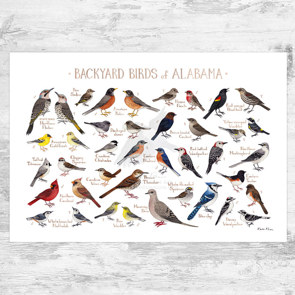 Alabama Backyard Birds Field Guide Art Print