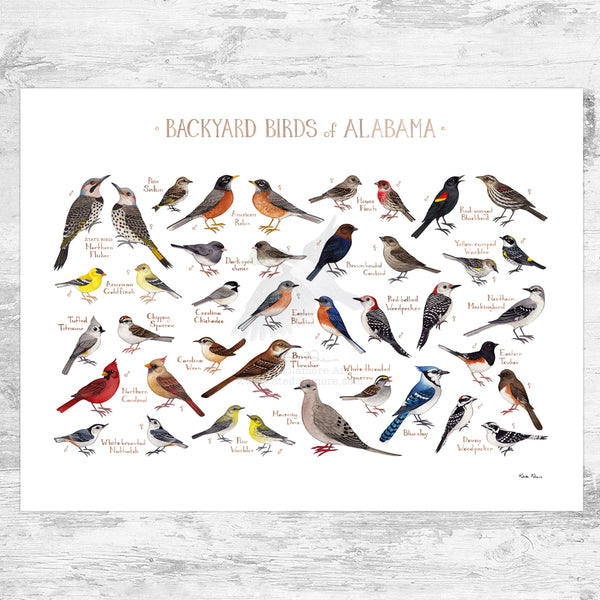 Alabama Backyard Birds Field Guide Art Print