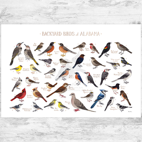 Alabama Backyard Birds Field Guide Art Print