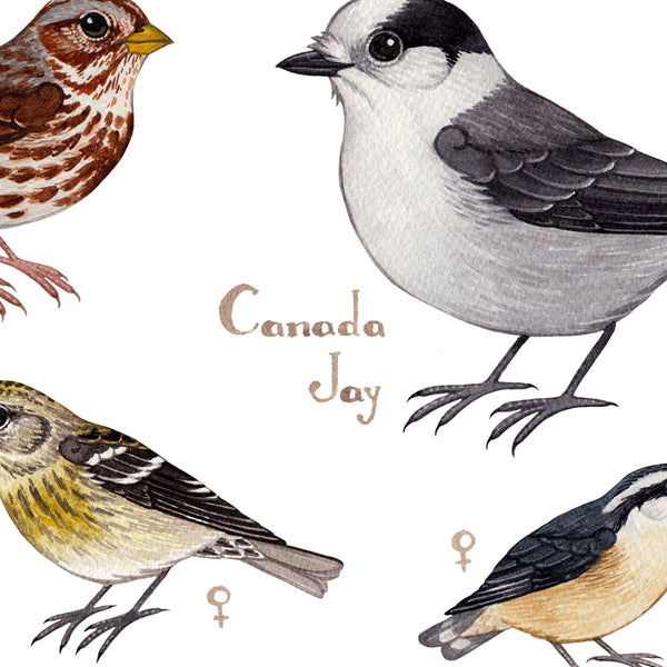 Alaska Backyard Birds Field Guide Art Print