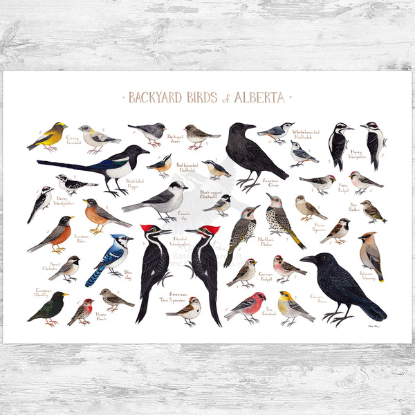 Alberta Backyard Birds Field Guide Art Print
