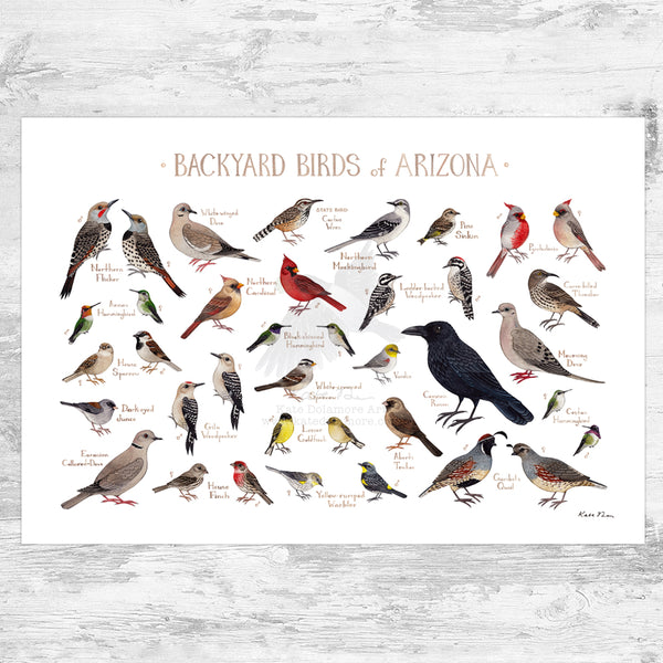 Arizona Backyard Birds Field Guide Art Print