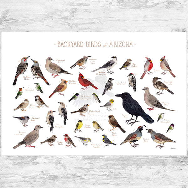 Arizona Backyard Birds Field Guide Art Print