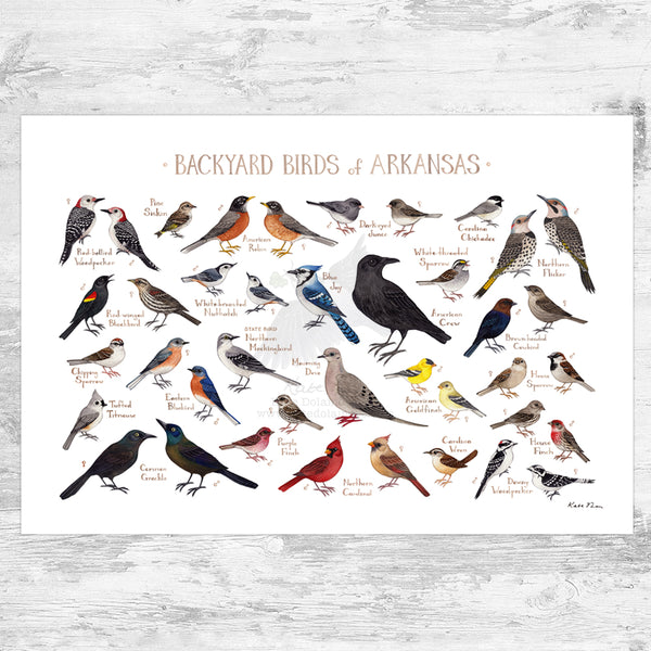 Arkansas Backyard Birds Field Guide Art Print