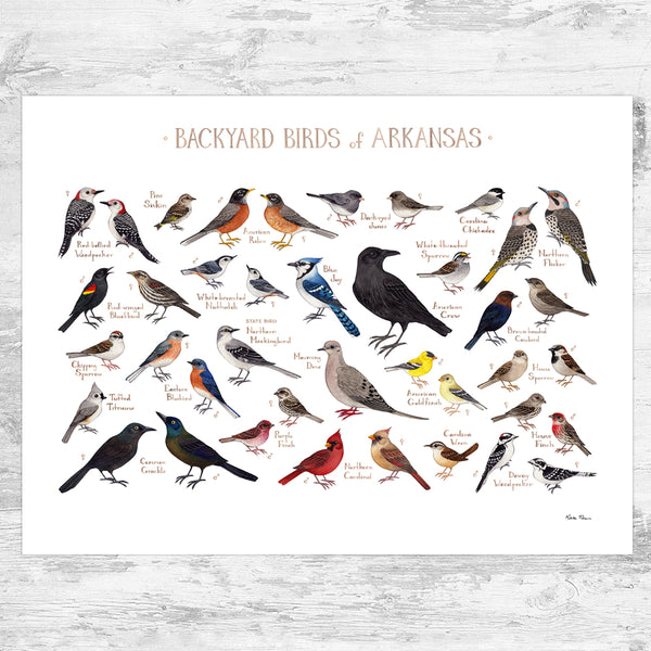 Arkansas Backyard Birds Field Guide Art Print