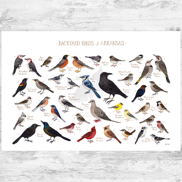 Arkansas Backyard Birds Field Guide Art Print