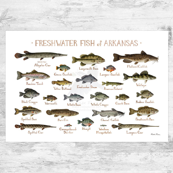 Arkansas Freshwater Fish Field Guide Art Print