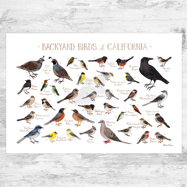 California Backyard Birds Field Guide Art Print