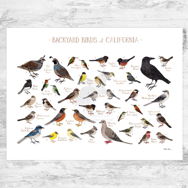 California Backyard Birds Field Guide Art Print