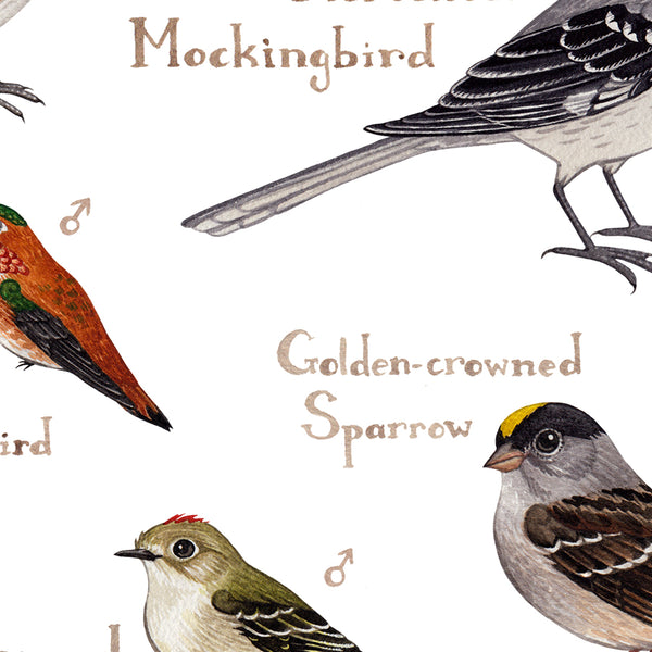 California Backyard Birds Field Guide Art Print