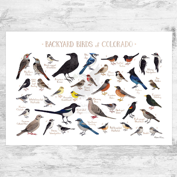 Colorado Backyard Birds Field Guide Art Print