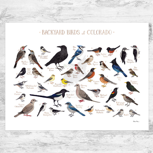 Colorado Backyard Birds Field Guide Art Print