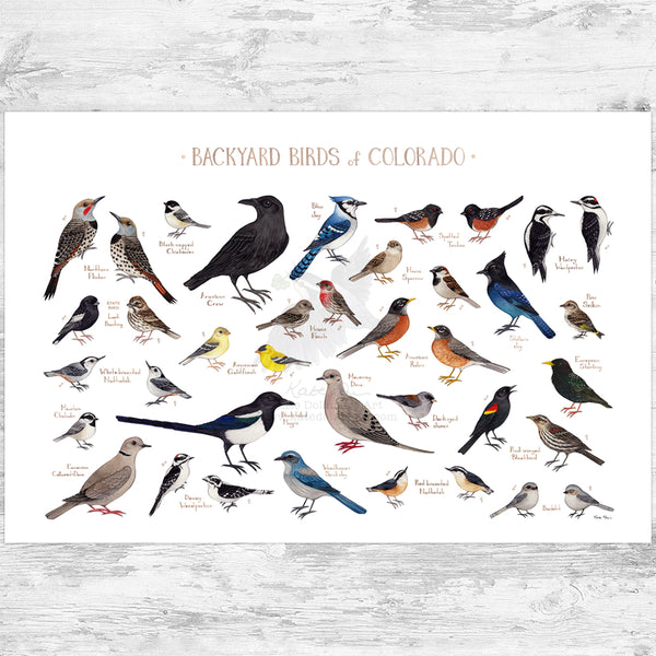 Colorado Backyard Birds Field Guide Art Print