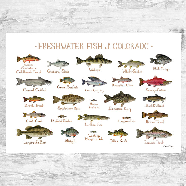 Colorado Freshwater Fish Field Guide Art Print