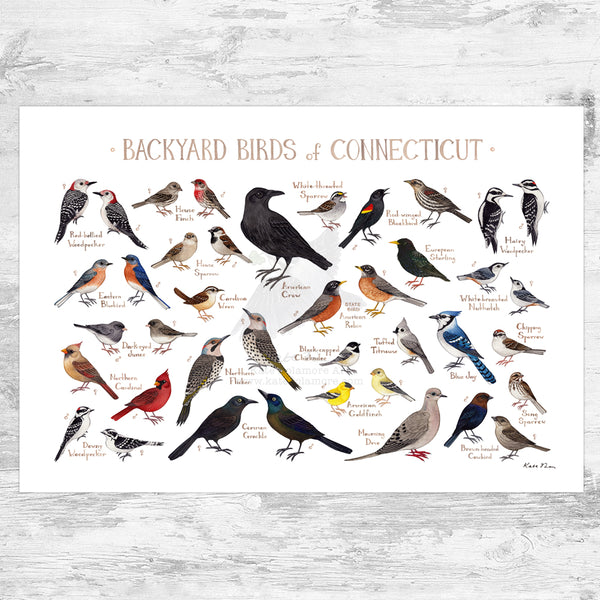 Connecticut Backyard Birds Field Guide Art Print