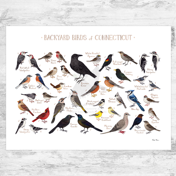 Connecticut Backyard Birds Field Guide Art Print