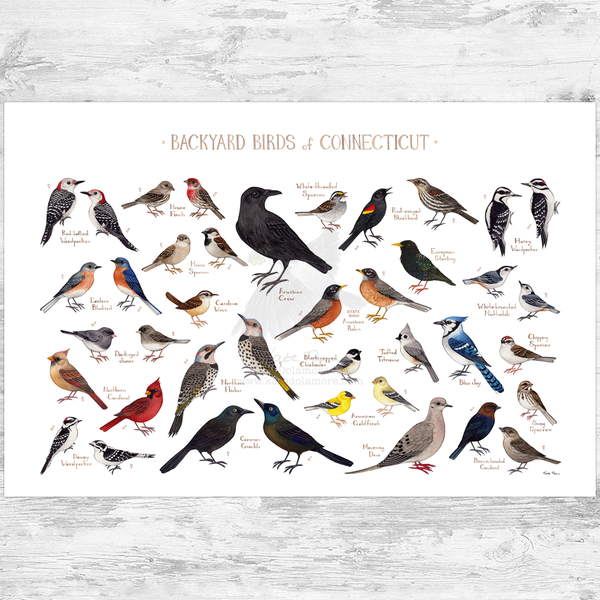 Connecticut Backyard Birds Field Guide Art Print