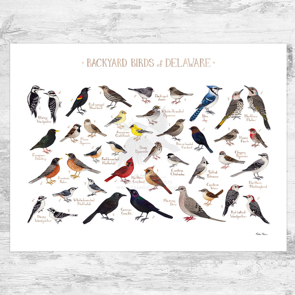 Delaware Backyard Birds Field Guide Art Print