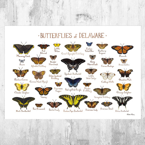 Delaware Butterflies Field Guide Art Print