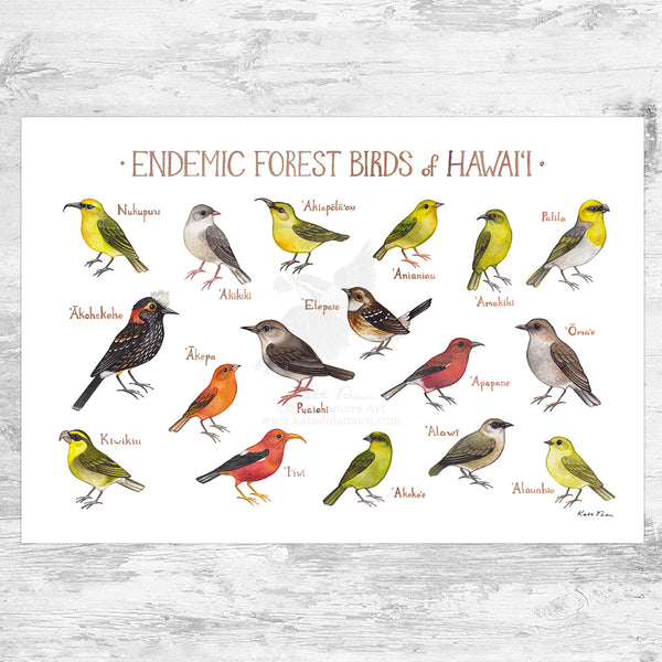 Wild Wings コールドキャスト 手描き彩色 デコイ バードカービング Hawaii Endemic Forest Birds Field Guide Art Print – Kate Dolamore Art