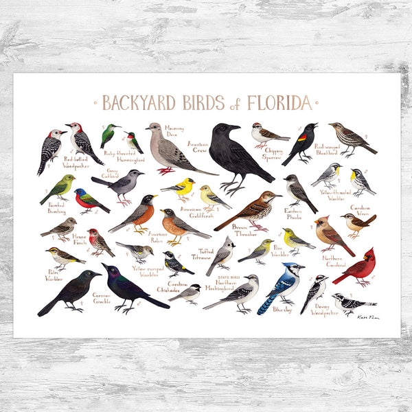 Florida Backyard Birds Field Guide Art Print