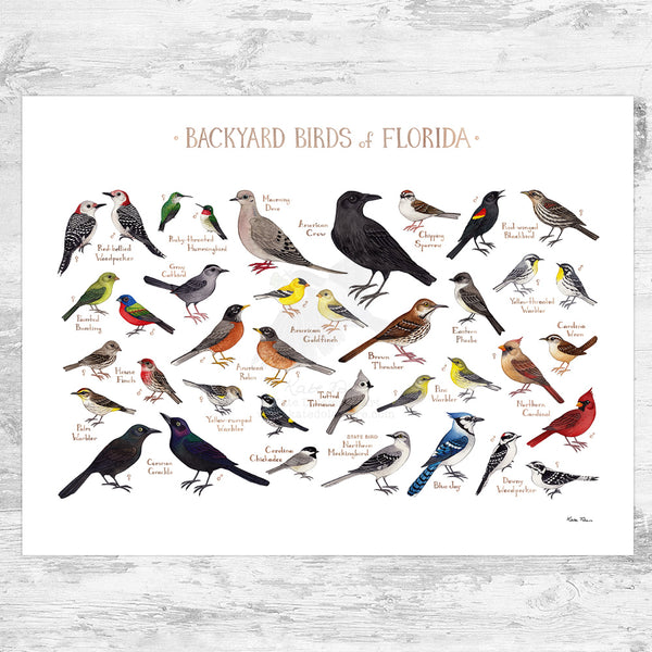 Florida Backyard Birds Field Guide Art Print