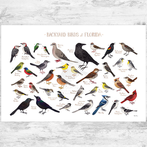 Florida Backyard Birds Field Guide Art Print