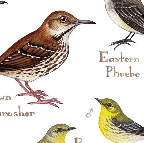 Florida Backyard Birds Field Guide Art Print