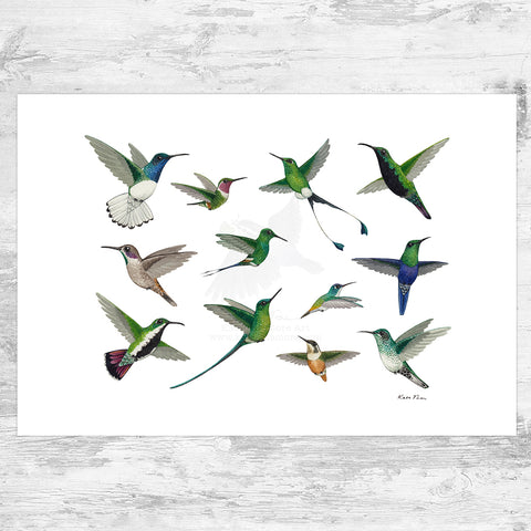 Colombian Hummingbirds in Flight Art Print