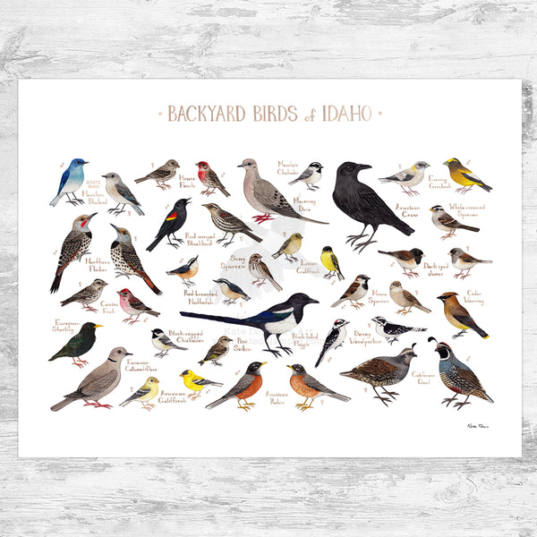 Idaho Backyard Birds Field Guide Art Print