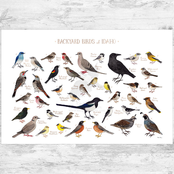 Idaho Backyard Birds Field Guide Art Print