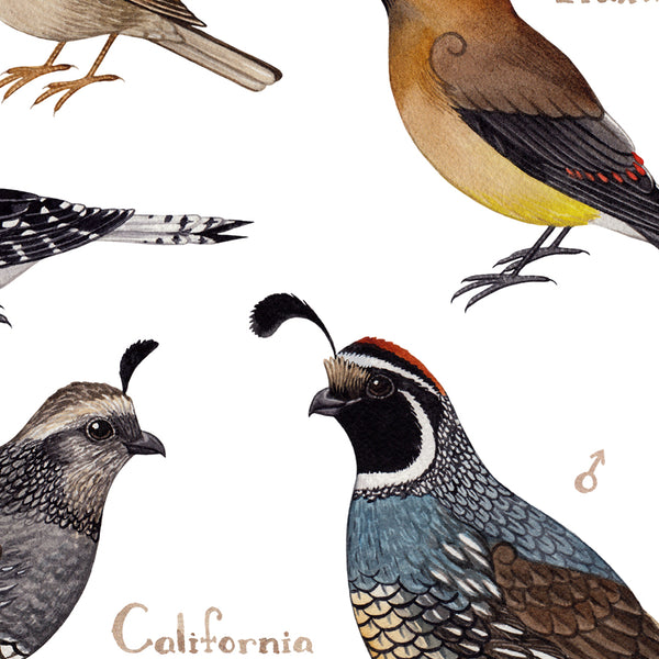 Idaho Backyard Birds Field Guide Art Print