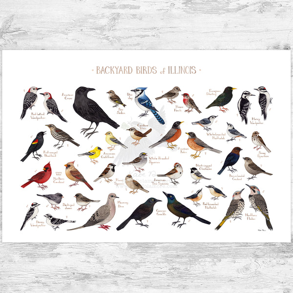 Illinois Backyard Birds Field Guide Art Print