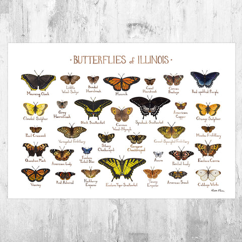Illinois Butterflies Field Guide Art Print