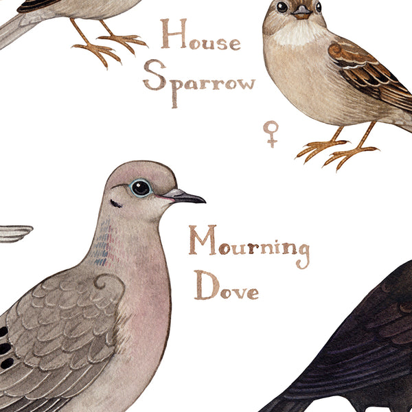Illinois Backyard Birds Field Guide Art Print