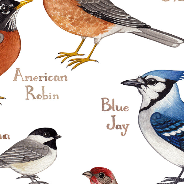 Indiana Backyard Birds Field Guide Art Print