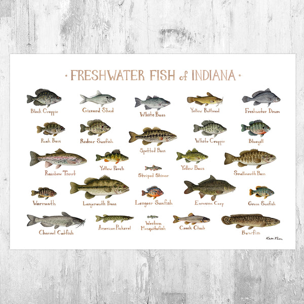 Indiana Freshwater Fish Field Guide Art Print