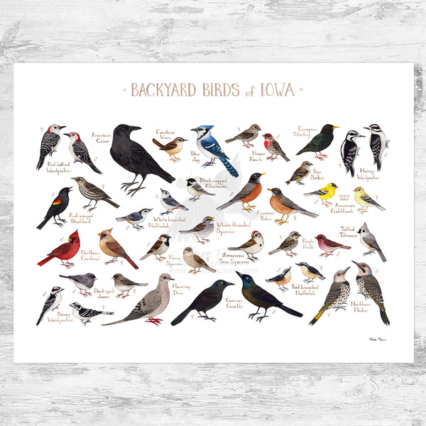 Iowa Backyard Birds Field Guide Art Print