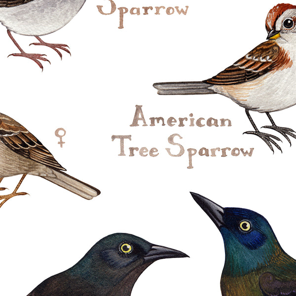 Iowa Backyard Birds Field Guide Art Print