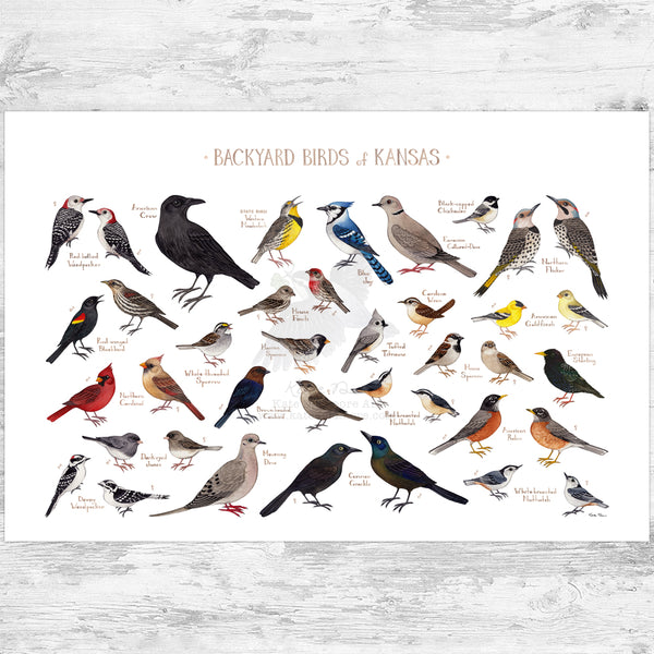 Kansas Backyard Birds Field Guide Art Print