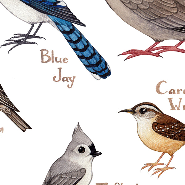 Kansas Backyard Birds Field Guide Art Print