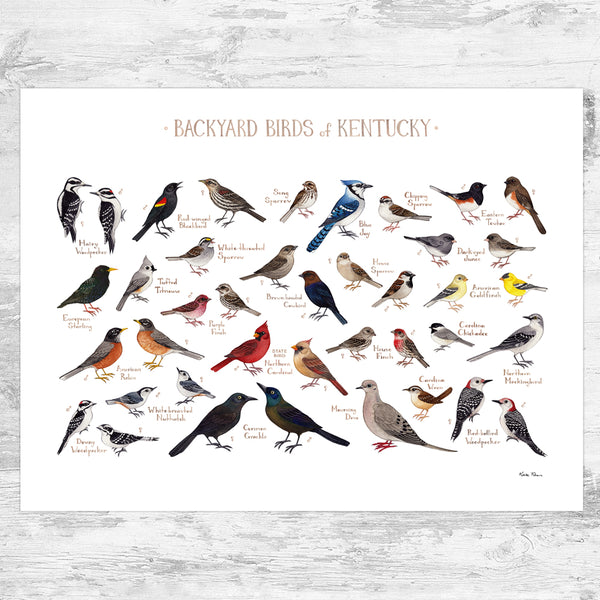 Kentucky Backyard Birds Field Guide Art Print
