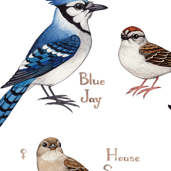 Kentucky Backyard Birds Field Guide Art Print