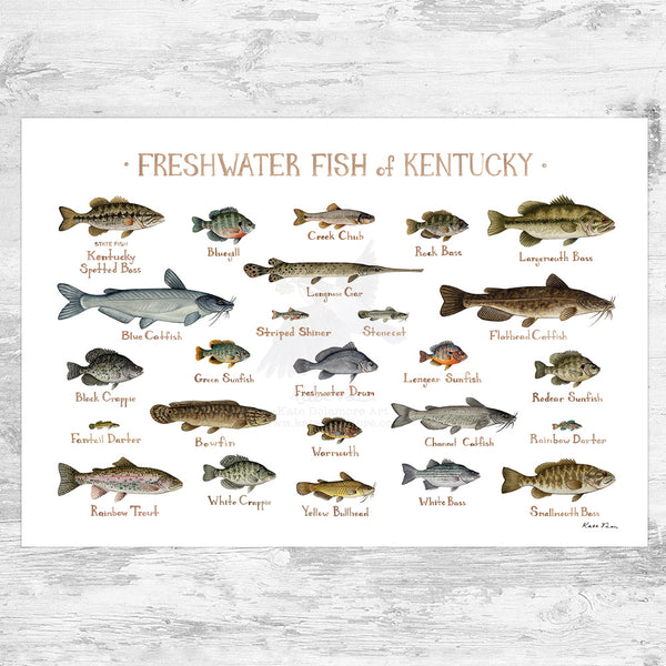 Kentucky Freshwater Fish Field Guide Art Print