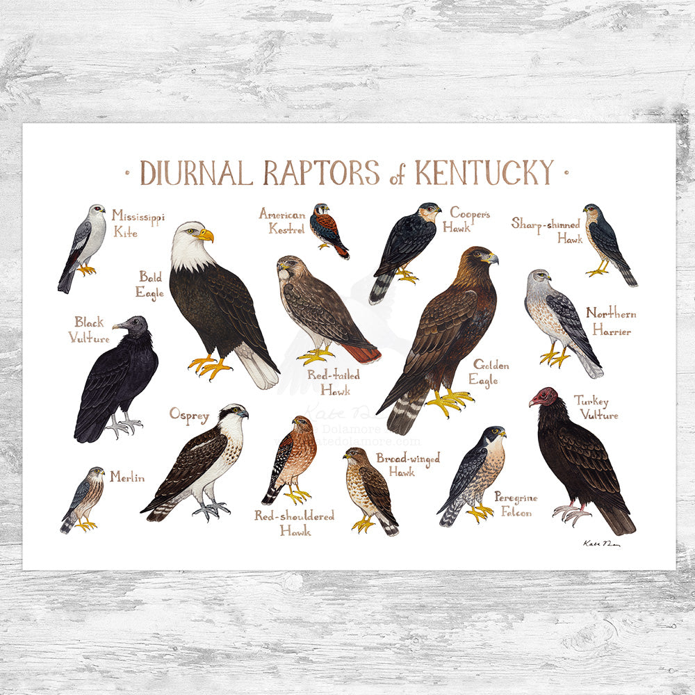 Kentucky Diurnal Raptors Field Guide Art Print